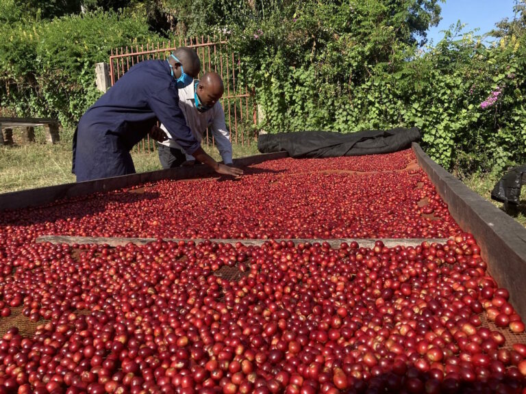 The Unique Landscape of Papua New Guinea Coffee