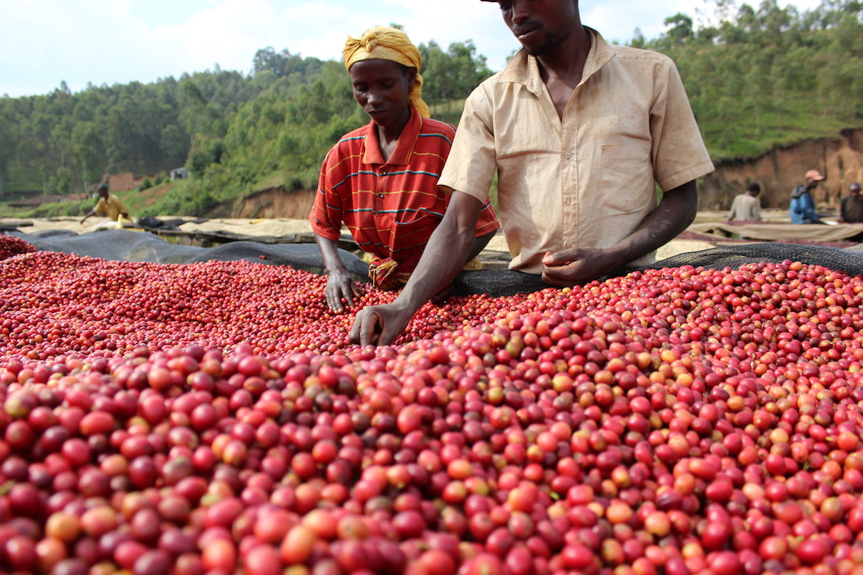 The Coffee Landscape of Burundi