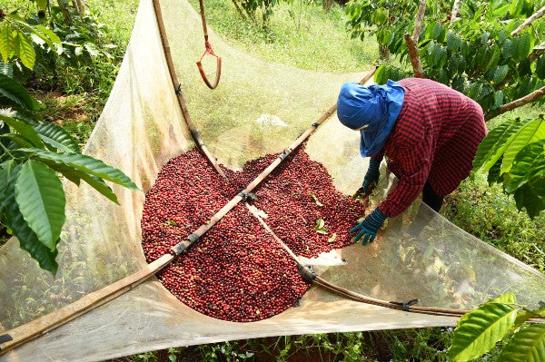 Java: The Heart of Indonesian Coffee