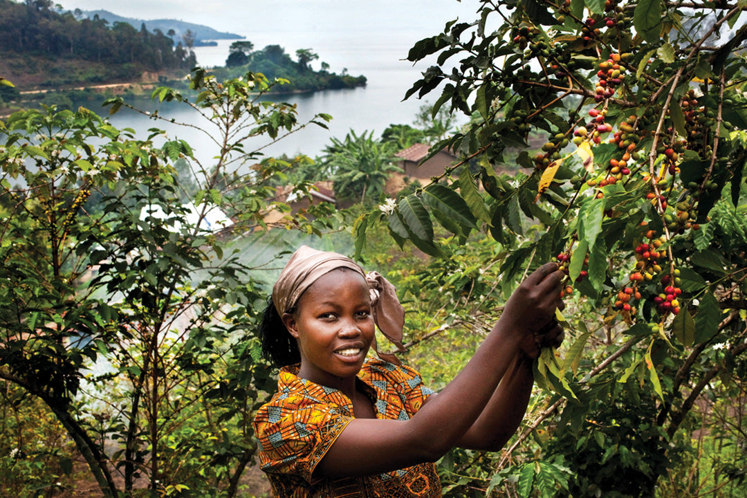 The Coffee Landscape of the Democratic Republic of the Congo