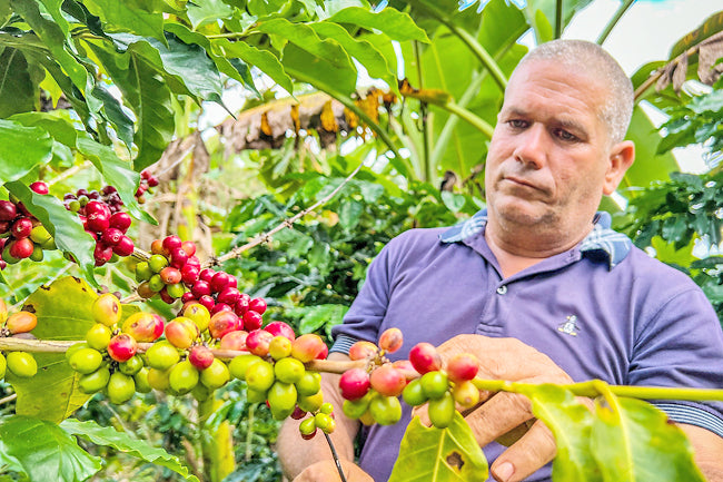 The Rich History and Culture of Cuban Coffee