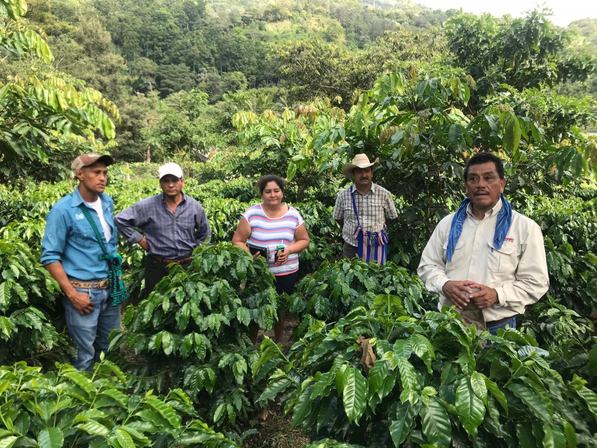 Unveiling the Heritage of Dominican Coffee