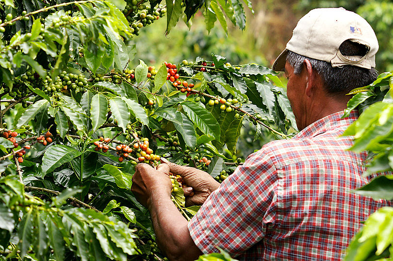 The Coffee Legacy of Haiti