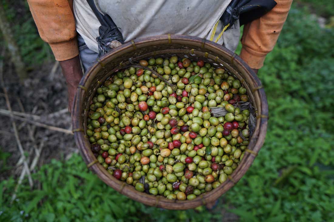 Discovering Bali: A Coffee Paradise with a Rich History