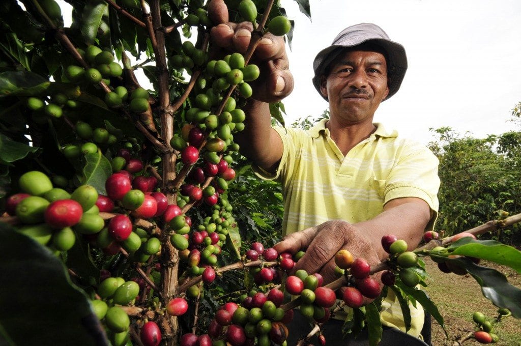 Flores: A Hidden Gem of Indonesian Coffee