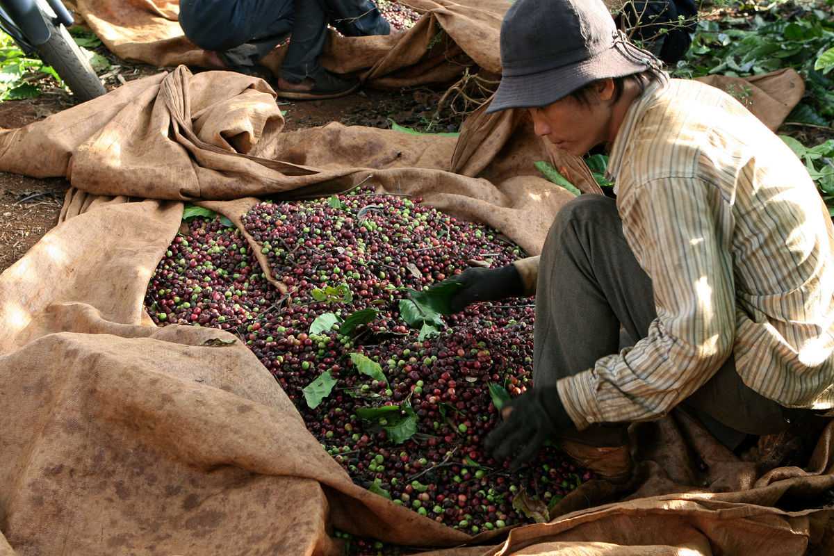 The Rich Landscape of Vietnamese Coffee