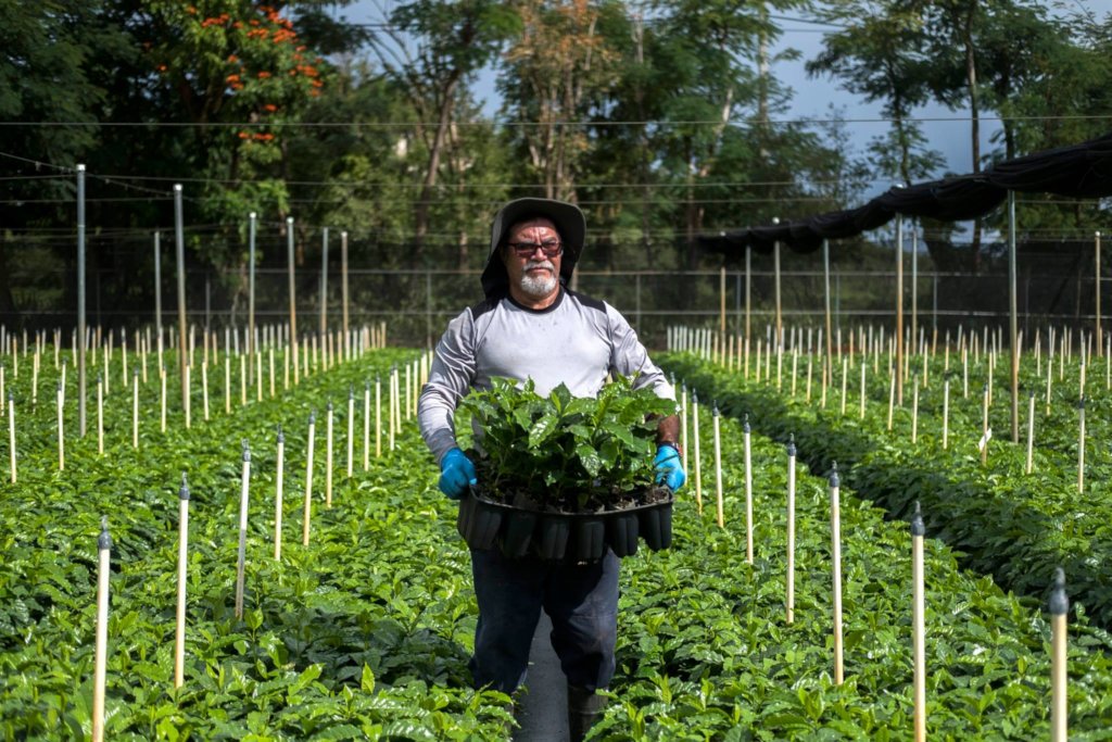 Puerto Rico’s Coffee Heritage: A Journey Through Time