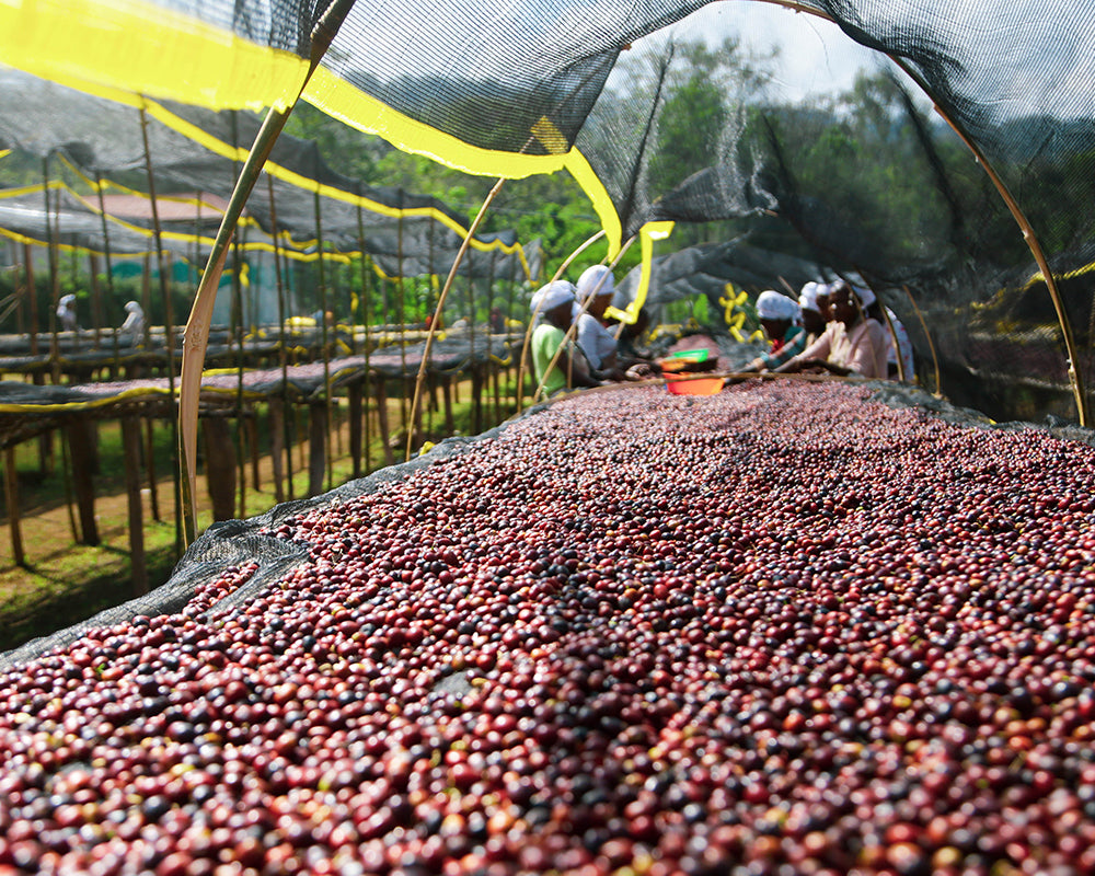 Ethiopia Yirgacheffe Aricha