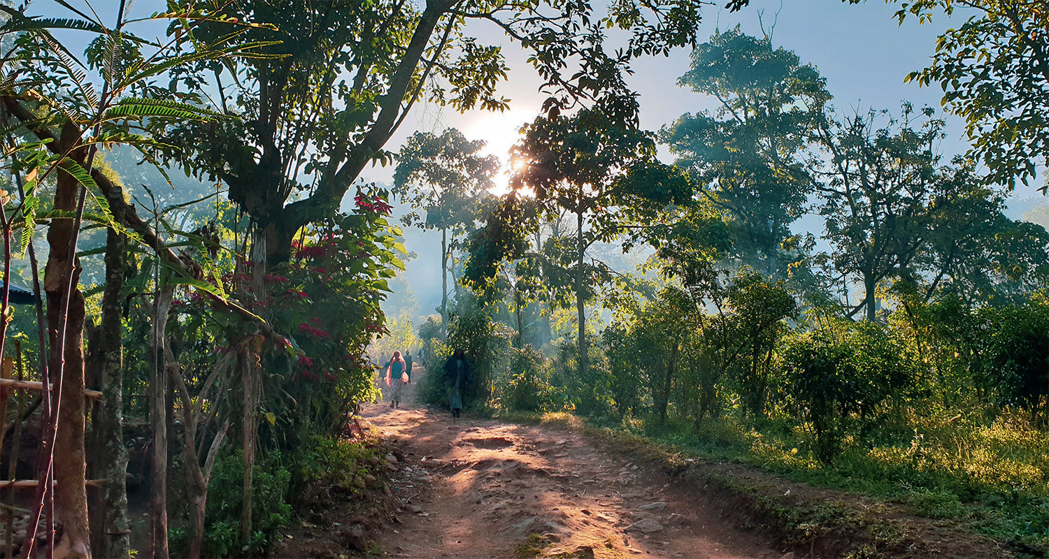 Ethiopia Yirgacheffe Aricha