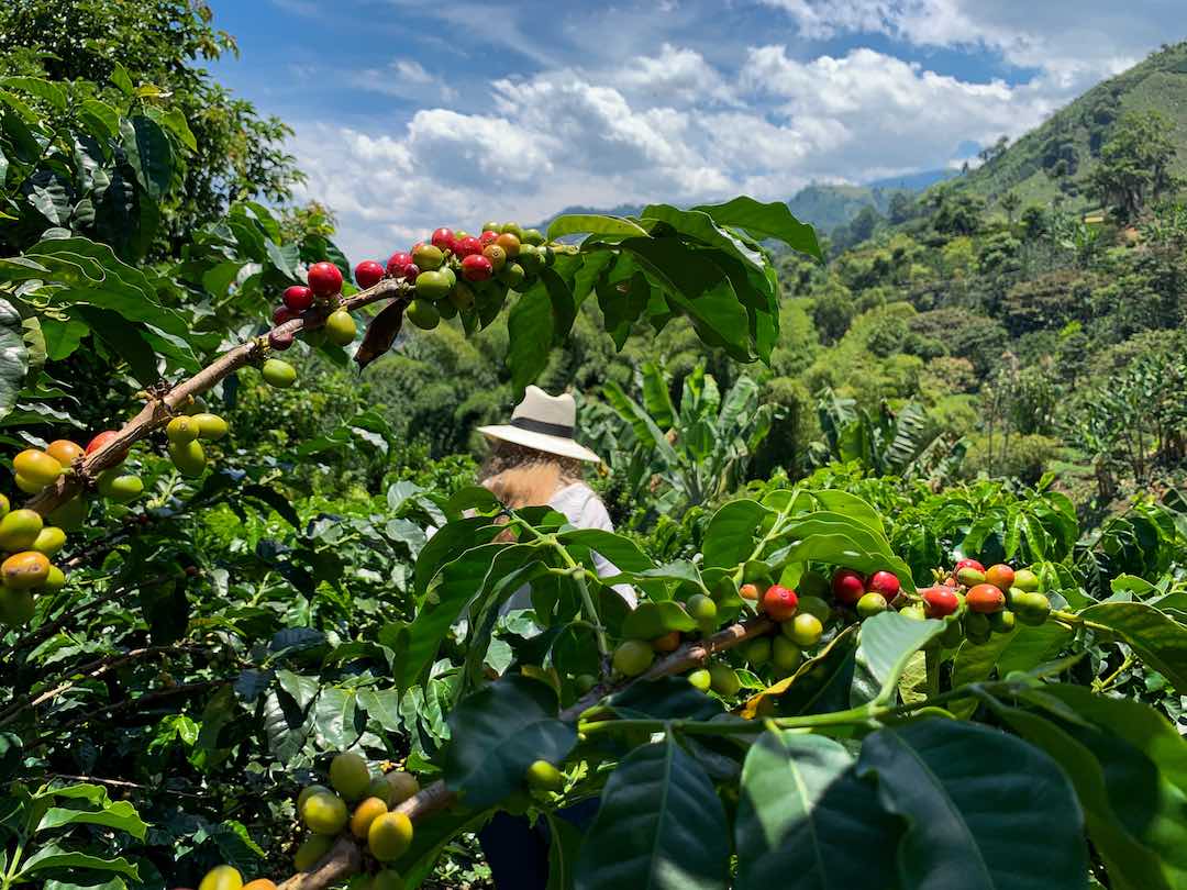 Colombia Federacion Campesina Del Cauca Organic - 84+