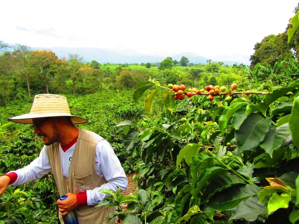 Colombia Federacion Campesina Del Cauca Organic - 84+