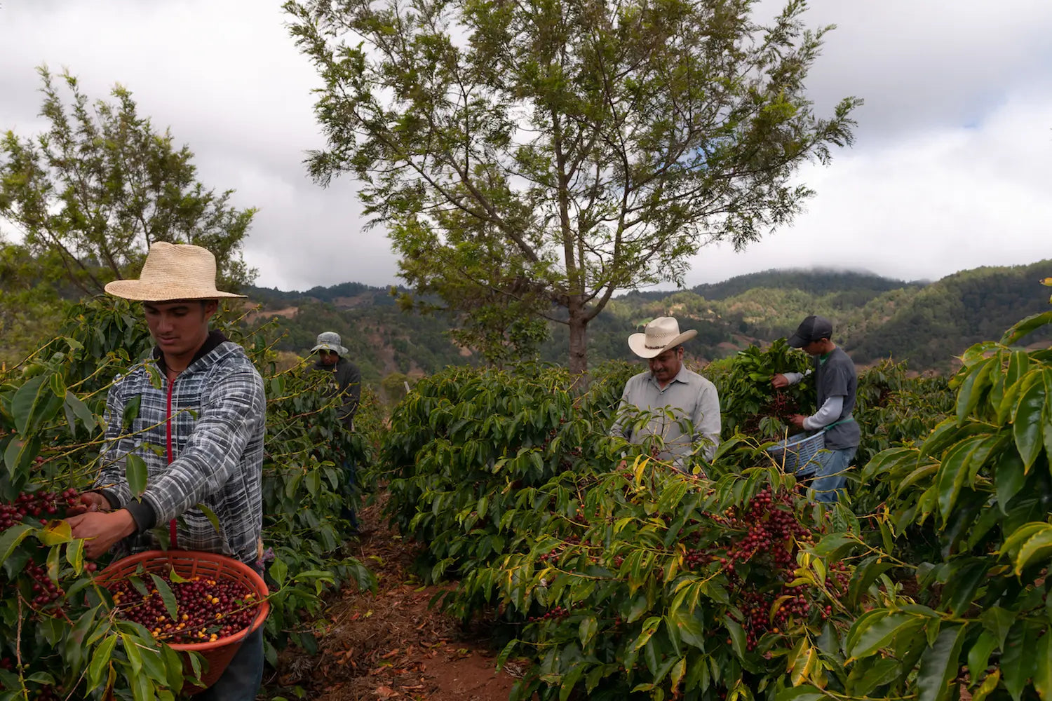 Guatemala El Guaya’b SHB Organic