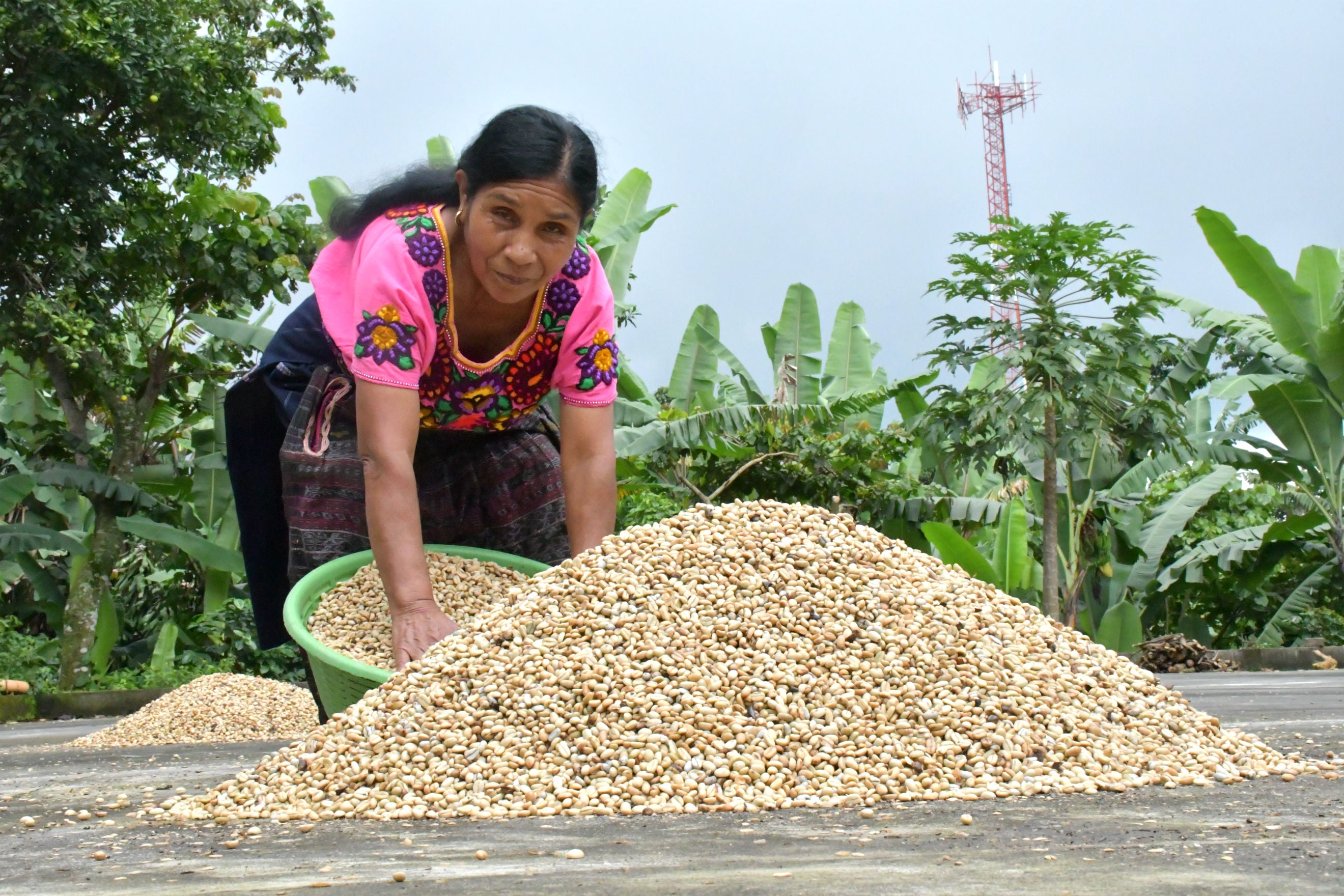 Guatemala Atitlan Renacimiento SHB Organic