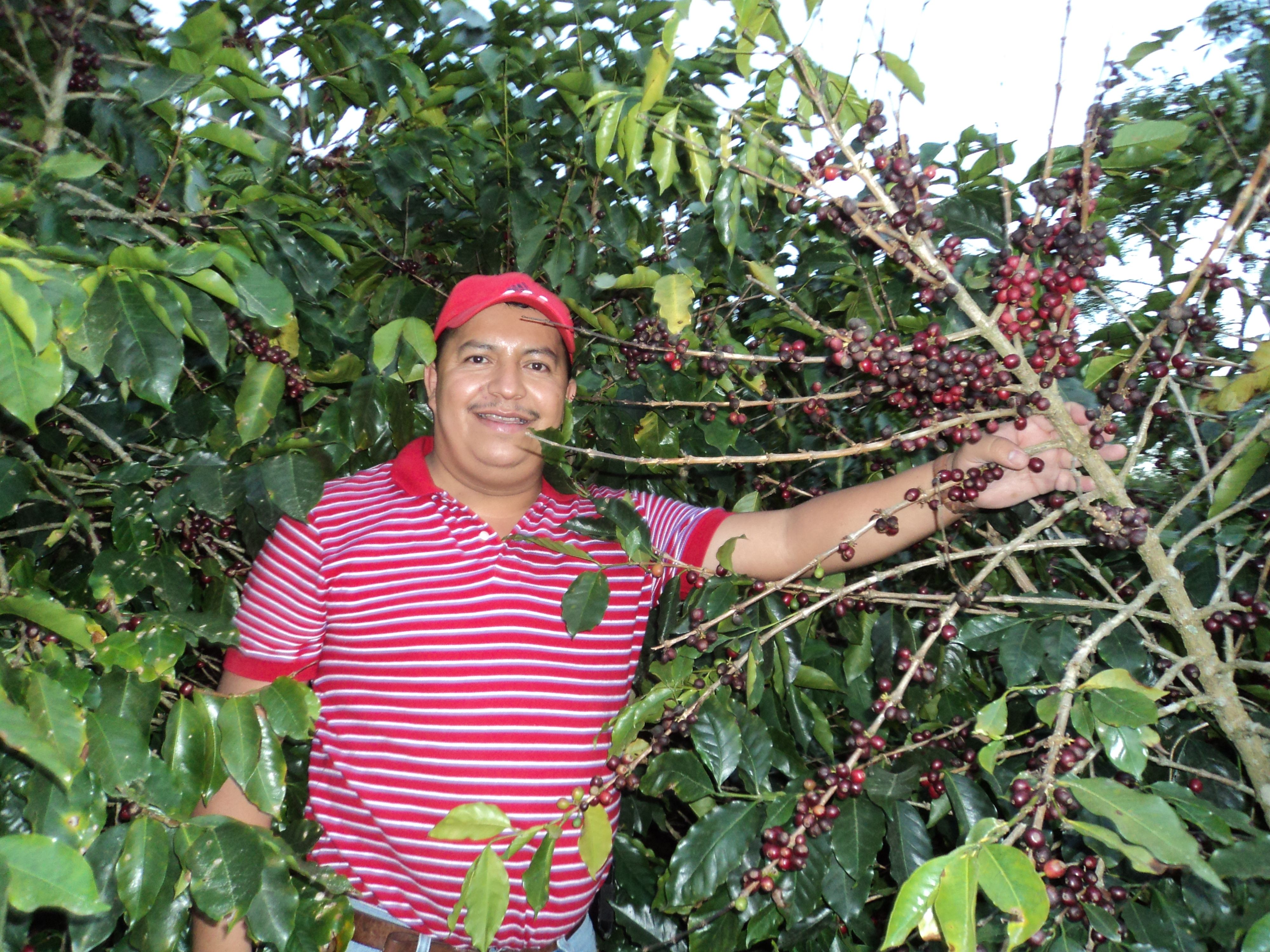 Honduras Comsa SHG EP Organic