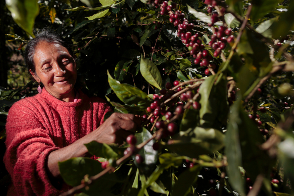 Honduras Maria Trancito Argueta Organic