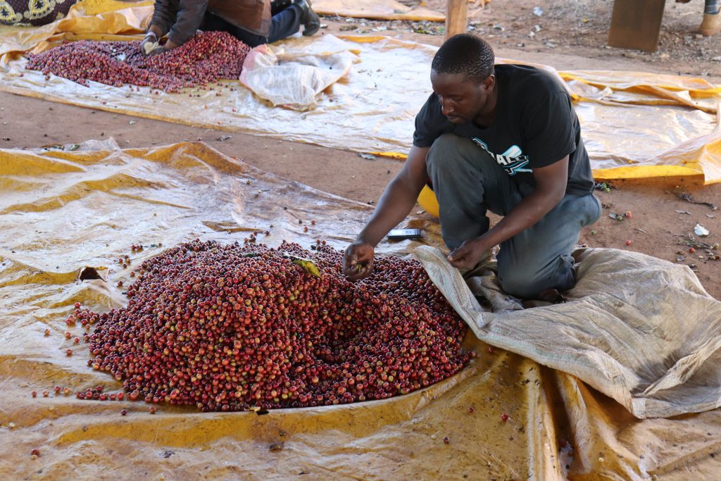 Kenya Embu Rianjagi AB