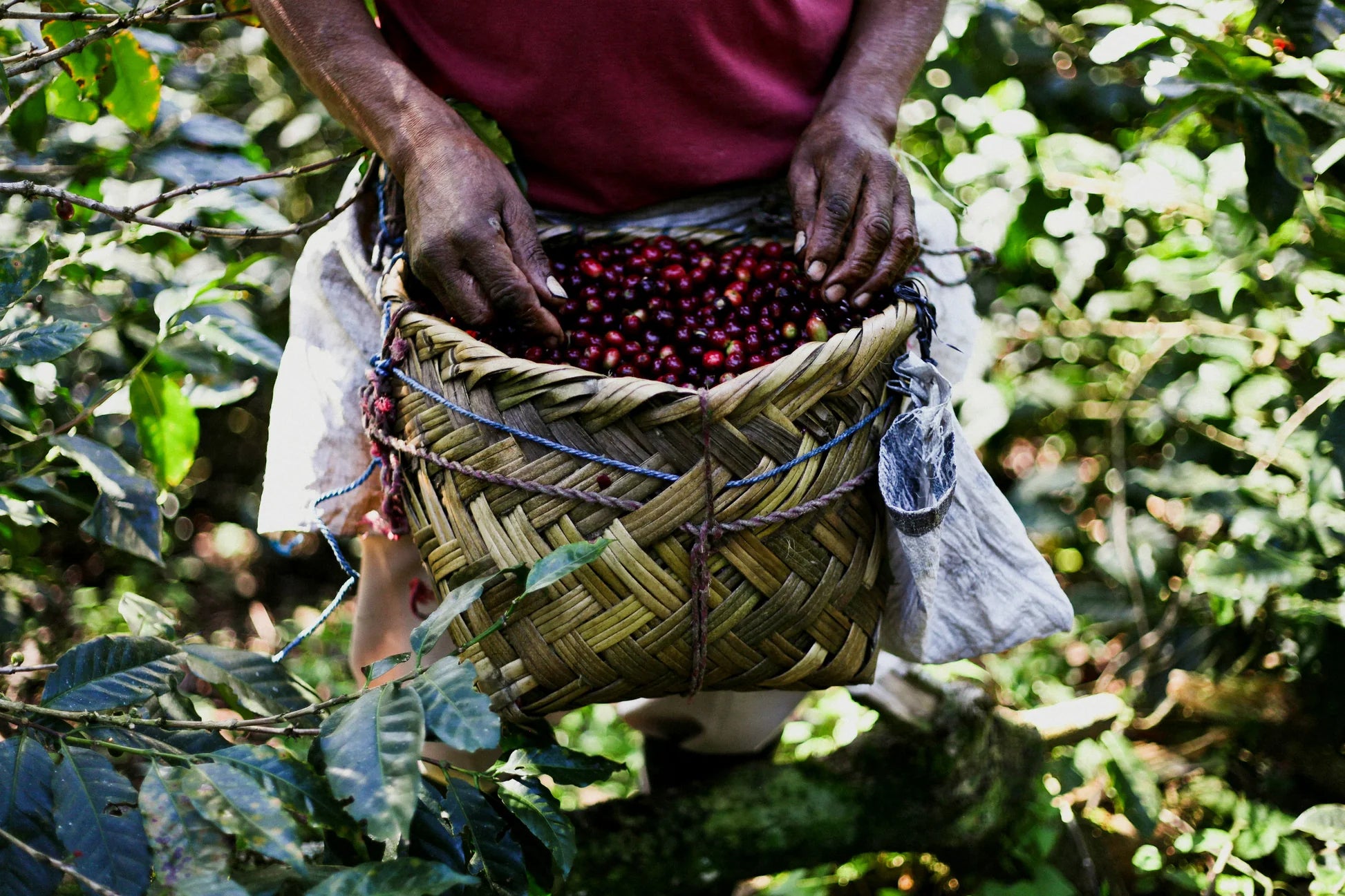 Nicaragua Finca El Pastoral Honey SHG EP