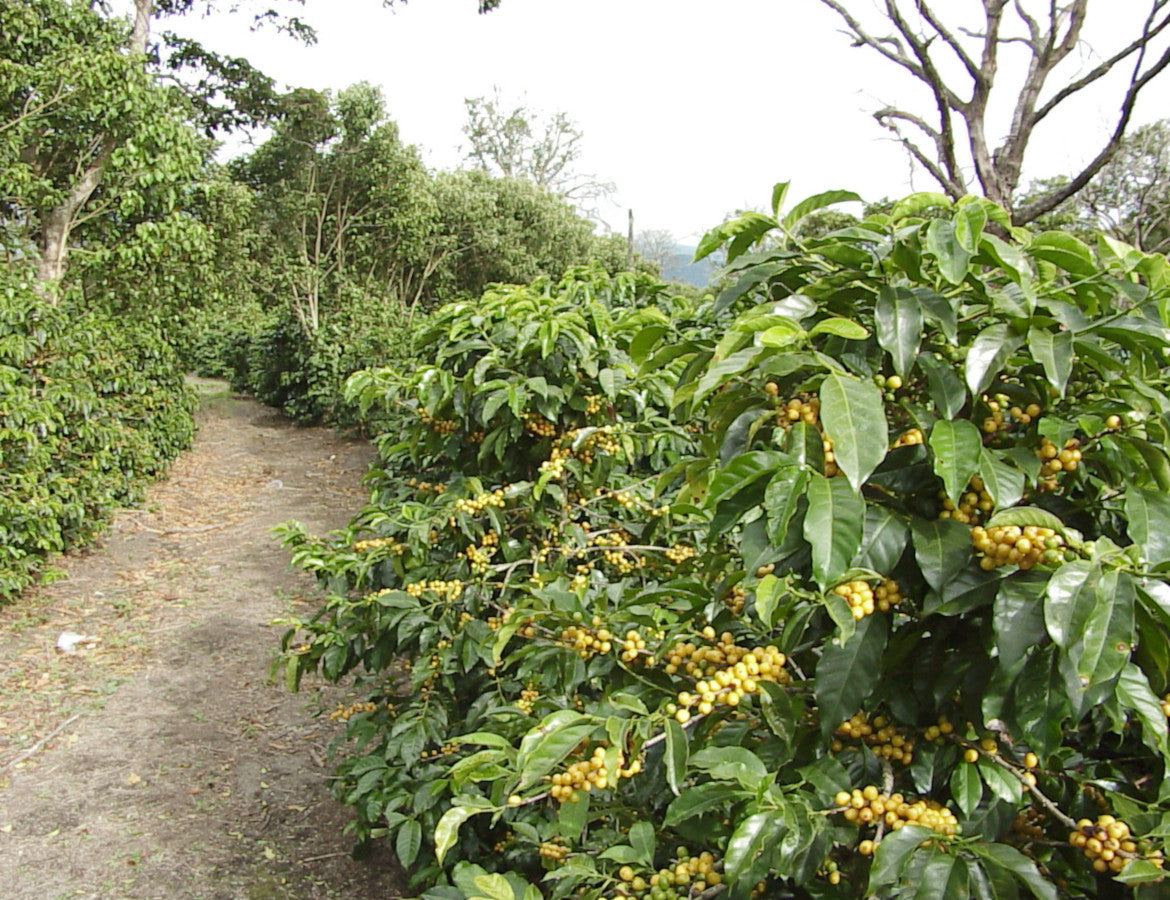 Panama Finca Don Pepe SHB