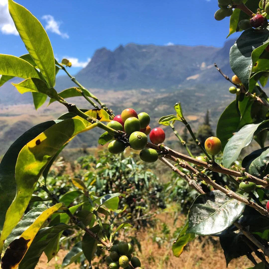 Peru Cecanor SHG Organic