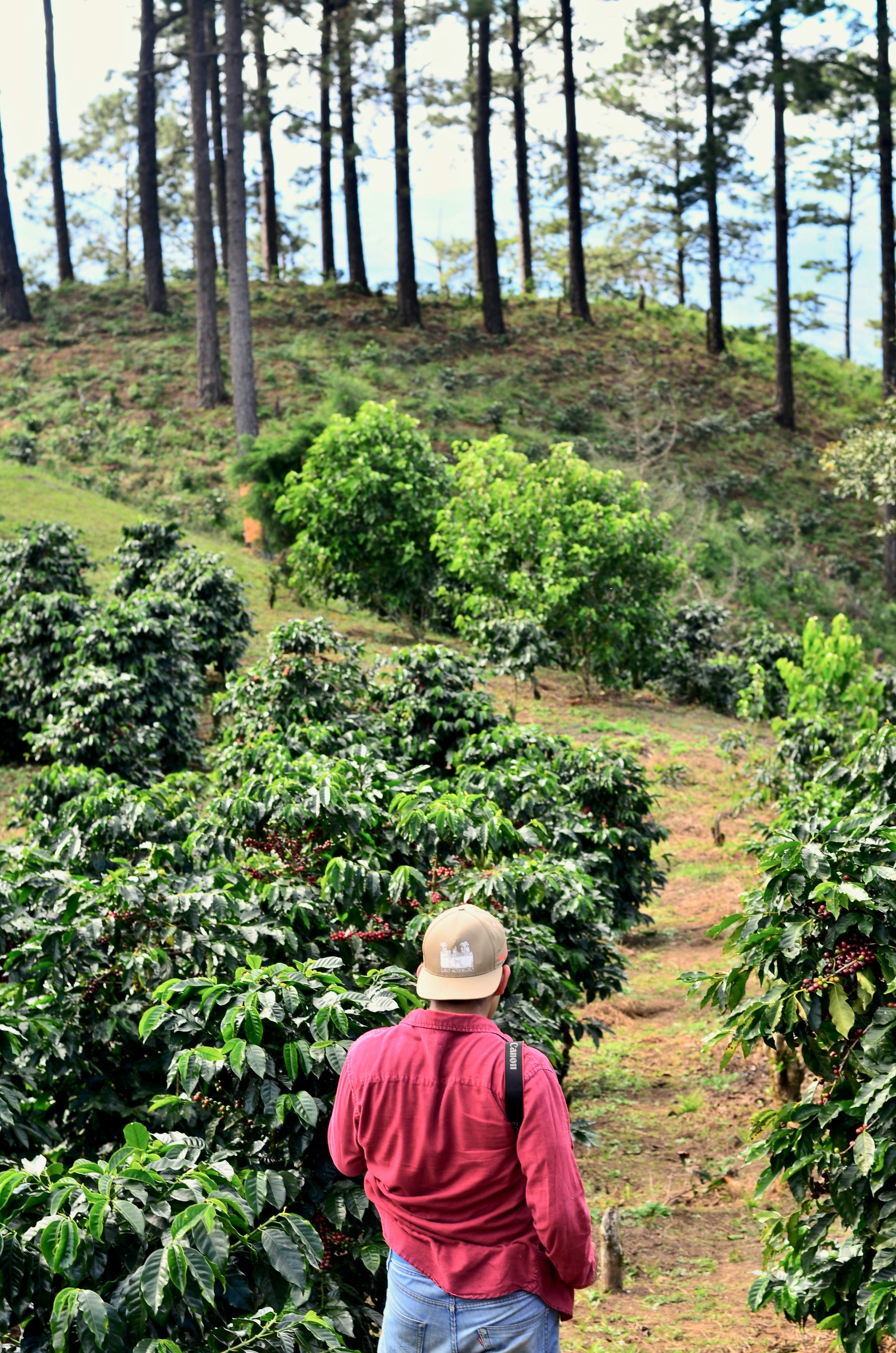 Colombia Mesa De Los Santos Typica