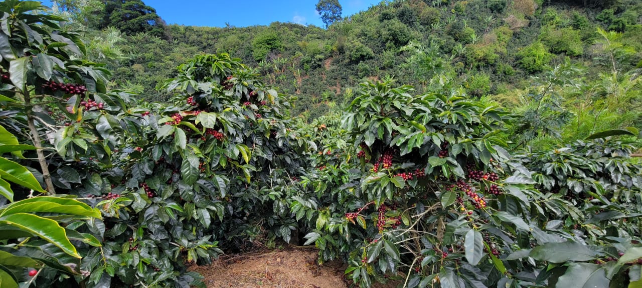 Costa Rica Finca Amistad - Organic