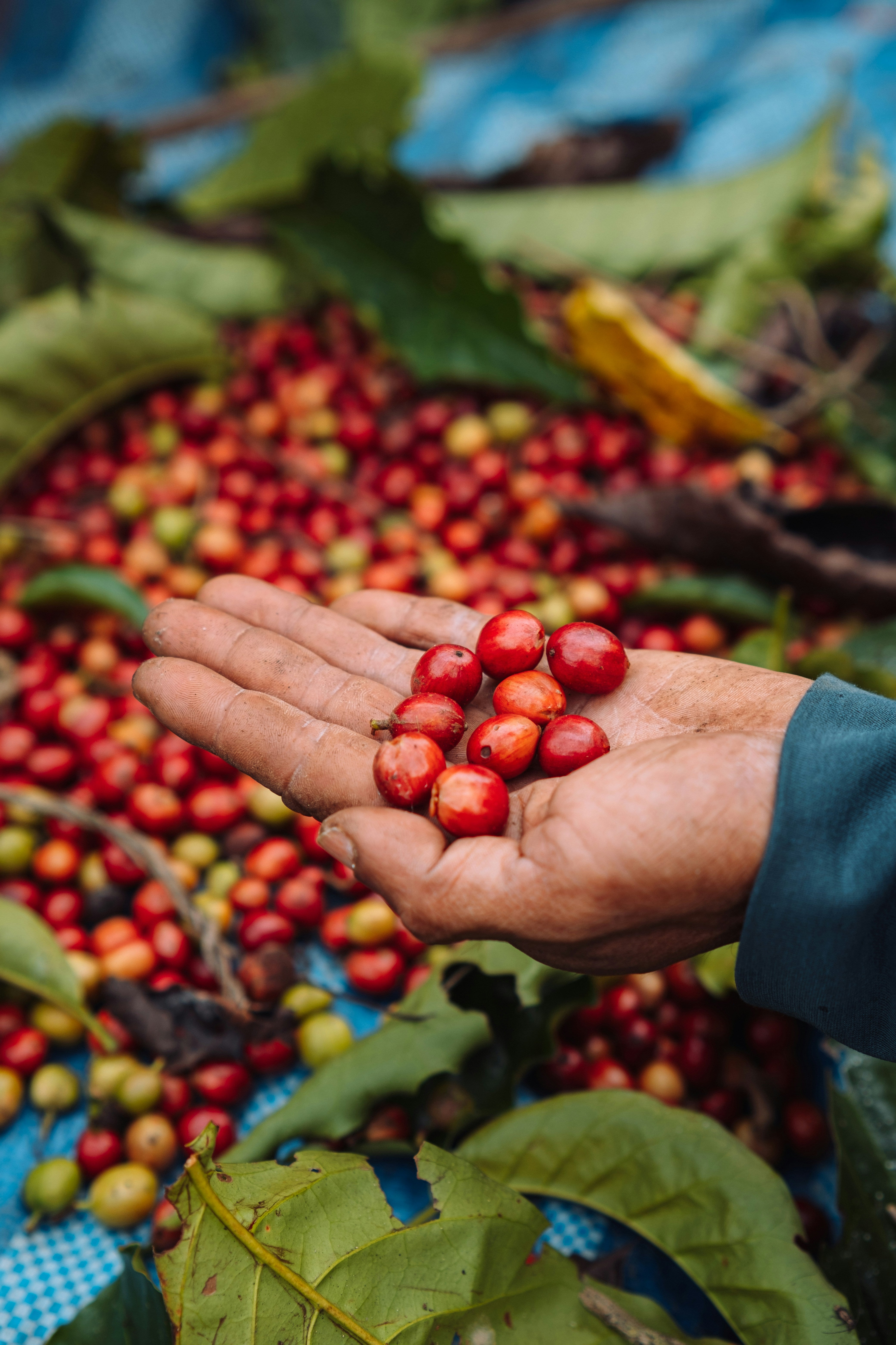 Guatemala Atitlan Renacimiento SHB Organic