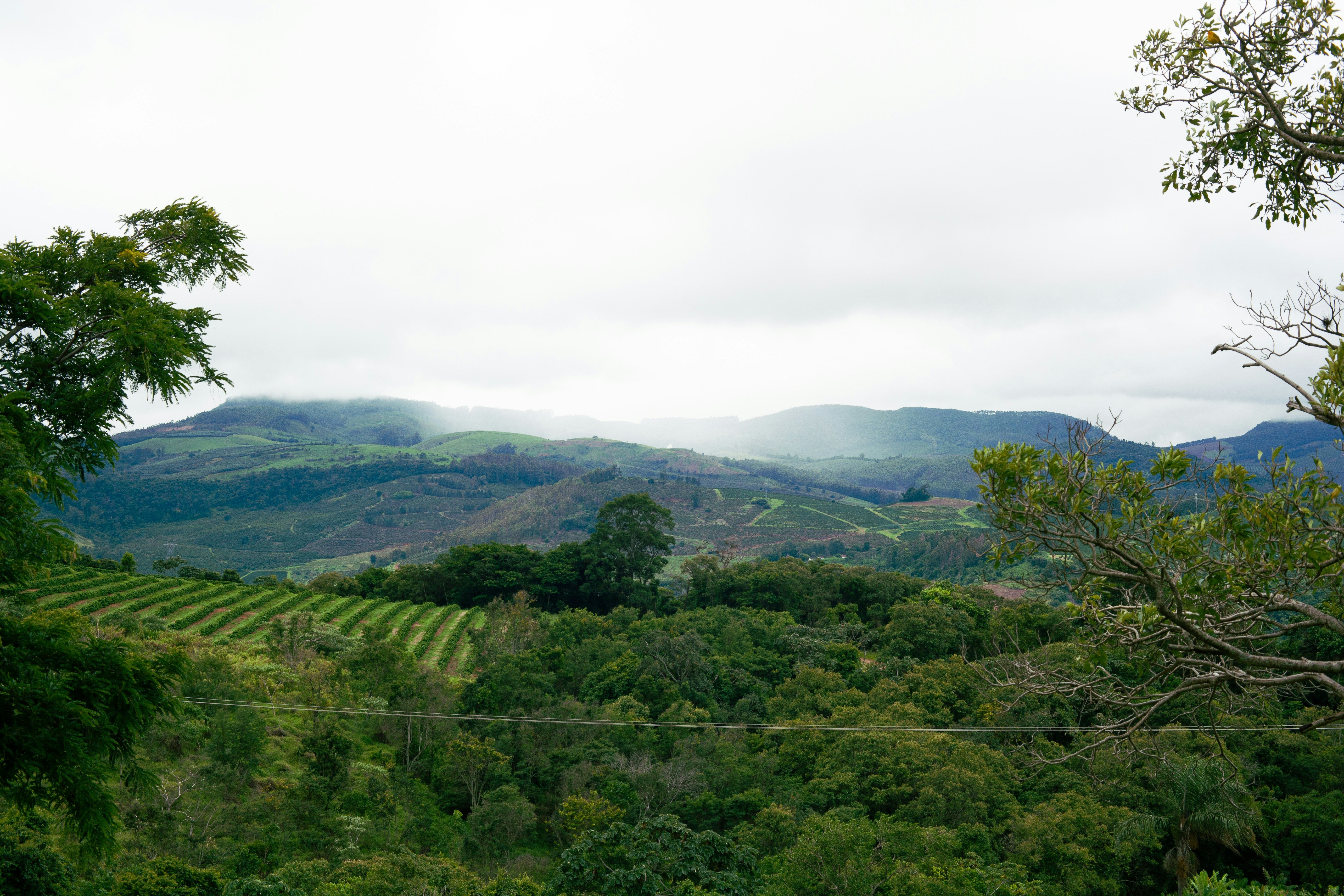 Brazil Cerrado