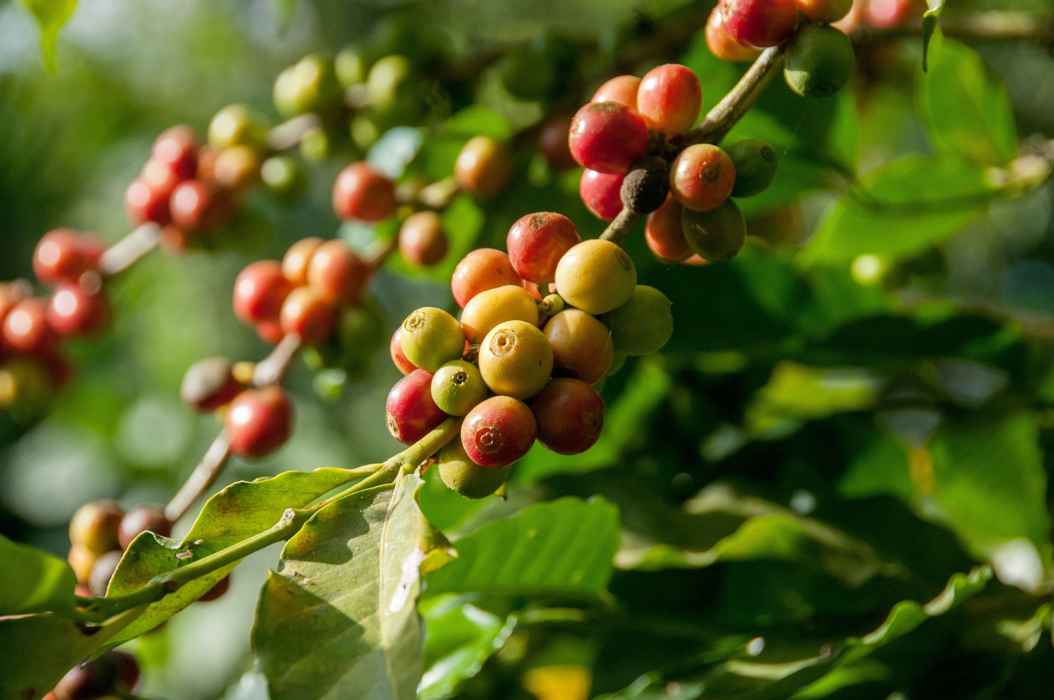 Brazil Cerrado